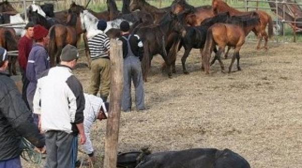 the sun caii din romania batuti si trimisi drept vita in marea britanie