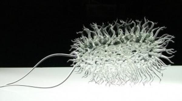 expozitie inedita cu cei mai periculosi agenti patogeni din sticla