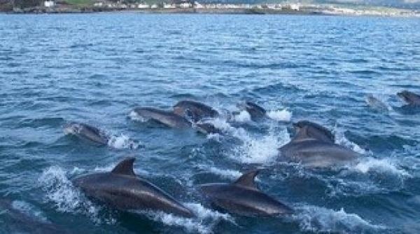 cum arata 100 000 de delfini care inoata impreuna video