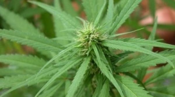 alzheimer ul si dementa ar putea fi tratate cu un compus din marijuana