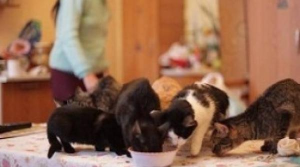 timisorenii vor plati pentru animalele de companie