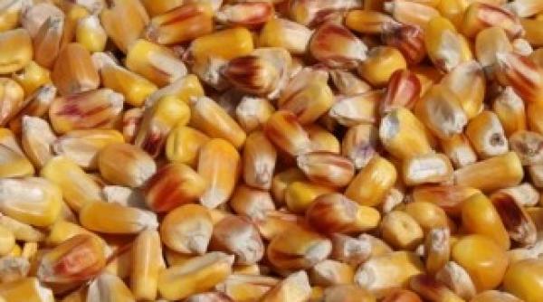 furaje romanesti contaminate cu aflatoxina descoperite in olanda
