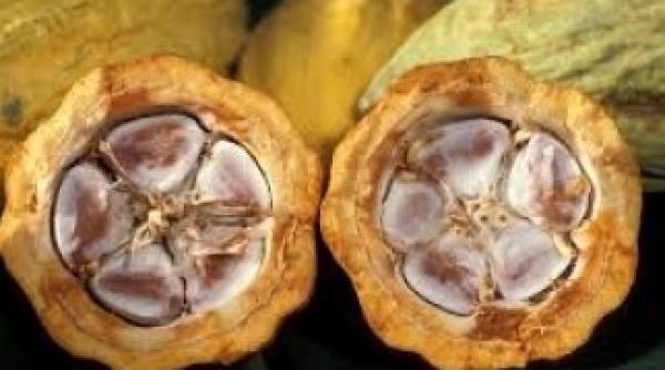 vezi care e alimentul care imbunatateste performantele cognitive