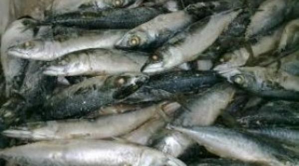 alerta s a descoperit un parazit in macroul congelat importat