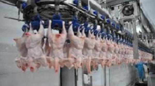 peste 50 000 de tone de pasare contaminata cu salmonella distrusa