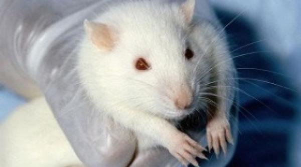 cosmeticele testate pe animale interzise in ue