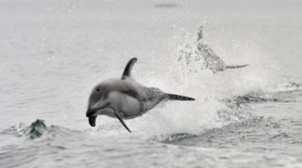 de ce dezerteaza delfinii ucigasi antrenati de marina ucraineana