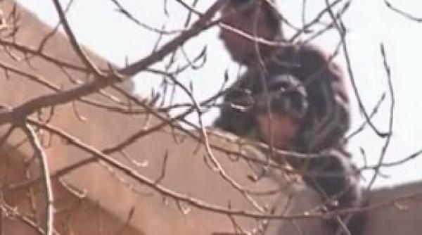 un barbat cu un copil in brate a amenintat ca se arunca de pe bloc