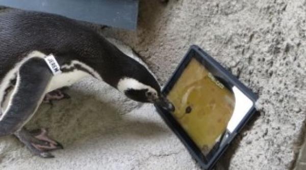 pinguini cu ipad la o gradina zoologica