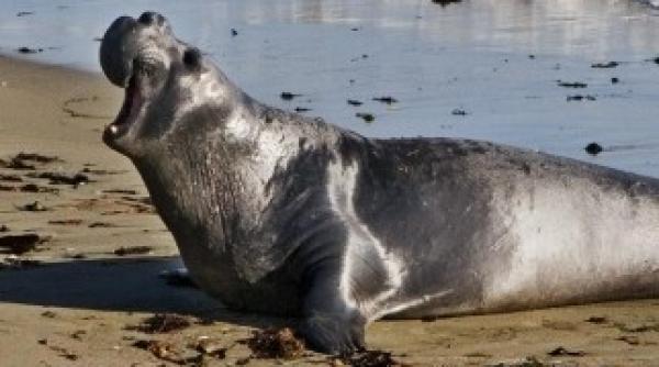 o foca a traversat pe trecerea de pietoni video