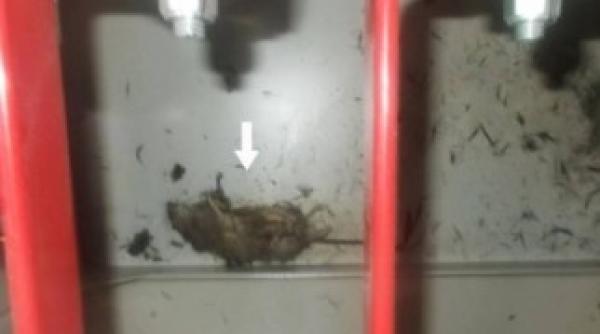 un sobolan posibil vinovat pentru pana de curent de la fukushima