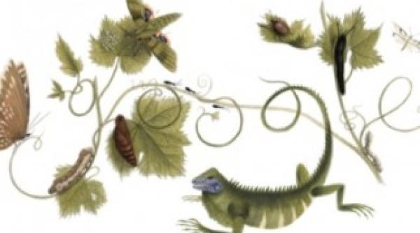 google omagiaza 366 de ani de la nasterea mariei sibylla merian