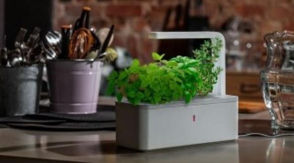 plantele de apartament crescute cu ajutorul nanotehnologiei