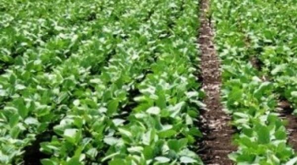 afla care este alimentul care da peste cap organismul femeilor