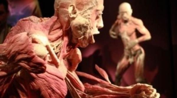 ziua portilor deschise la the human body pentru profesori