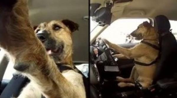 vezi cat de bine conduce primul caine sofer din lume video