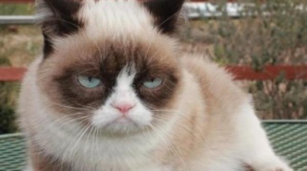 grumpy cat devine vedeta la hollywood