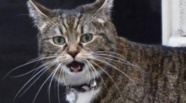 pisica unui important ministru banuita ca e agent secret din china