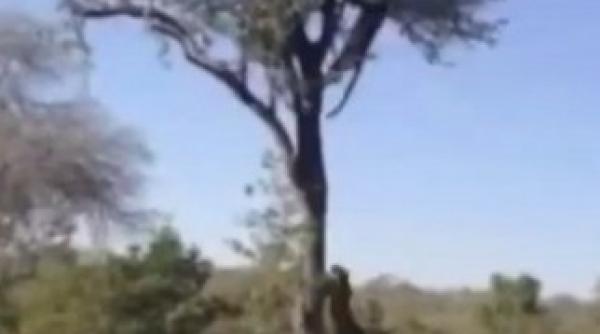 cum isi apara isi mama leopard puiul video spectaculos