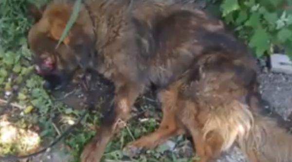 un caz socant din romania a ingrozit lumea iubitorilor de animale