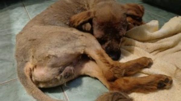 cod video in text cum se obisnuieste catelul orb cu iubirea oamenilor video emotionant