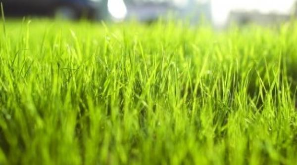 risti amenda de 1 500 de lei daca nu plantezi iarba in fata blocului