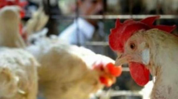 bizar un cocos a scapat sa fie gatit pentru ca face oua