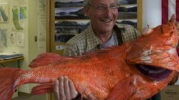 record vezi ce captura a facut un pescar din alaska