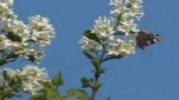 fenomen rar in baragan ce spun batranii