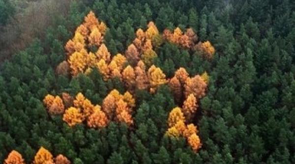 misterul din padurile germaniei descoperit dupa zeci de ani