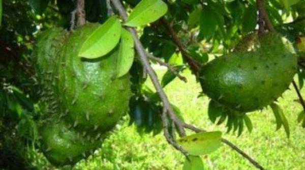 ce fruct vindeca orice tip de cancer fara sa atace celulele sanatoase