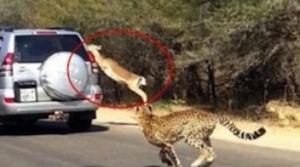 imagini incredibile ce nu le vezi nici macar pe discovery video