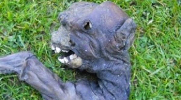 misterul extraterestrului din africa de sud a fost descifrat