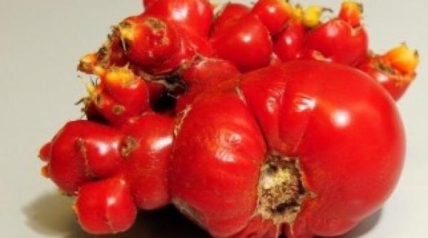 accident nuclear legume si fructe cu mutatii genetice foto