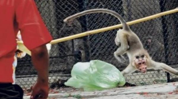 momente ingrozitoare un copil a fost atacat de o maimuta la zoo foto