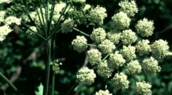 planta romaneasca miraculoasa i se mai spune ginsengul romanesc