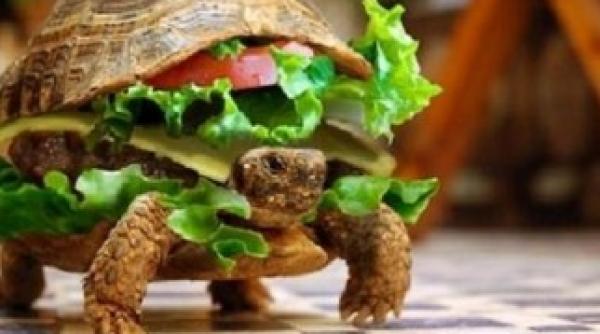 si a ascuns broasca testoasa in hamburger