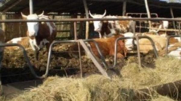 zacamantul de aur pe care stau fermierii din romania