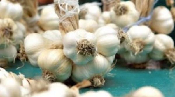 usturoiul crud poate reduce aparitia cancerului de plamani