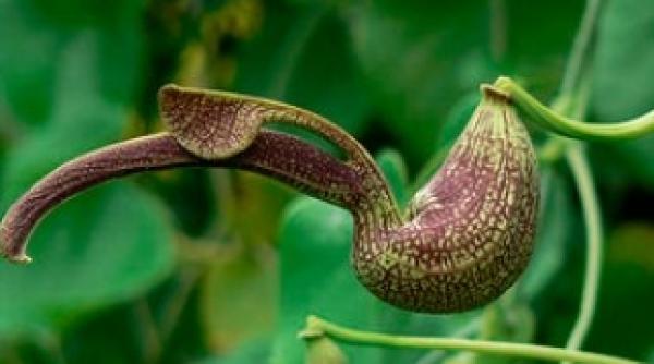 o planta medicinala mai cancerigena ca tigarile