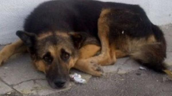 cainele lui jean constantin parasit in portul constanta