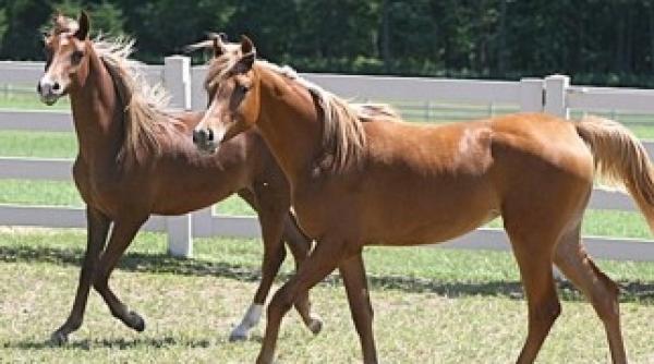 radu mazare a ratat prilejul sa l surprinda pe cristian topescu