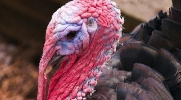 secretul pentru cucerirea unei partenere un insotitor de nadejde