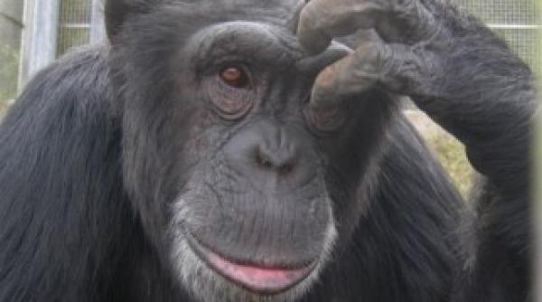 cimpanzeii artisti au nevoie de votul tau