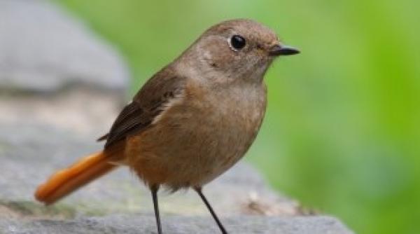 pasarile au un simt uimitor vezi cum evita accidentele pe sosele