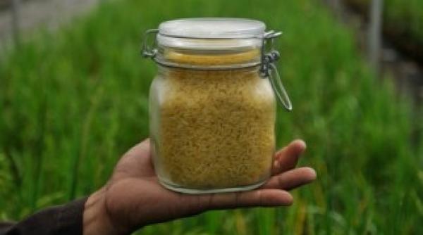 povestea orezului auriu ne distrugem viitorul prin neacceptarea plantelor modificate genetic