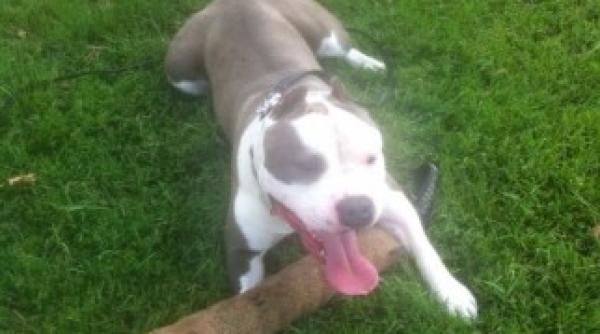 ce lectie a primit liviu varciu de la cainele sau