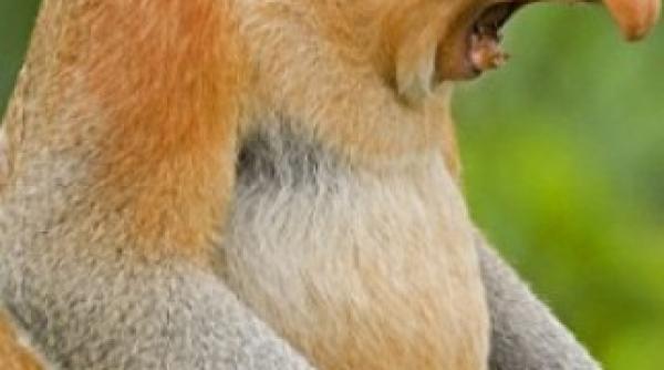 cele mai urate animale din lume galerie foto