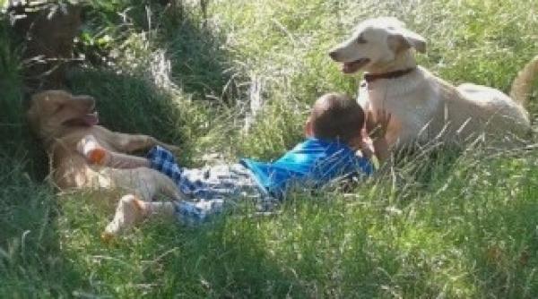 sterilizarea gratuita a cainilor conditii probleme si alte costuri