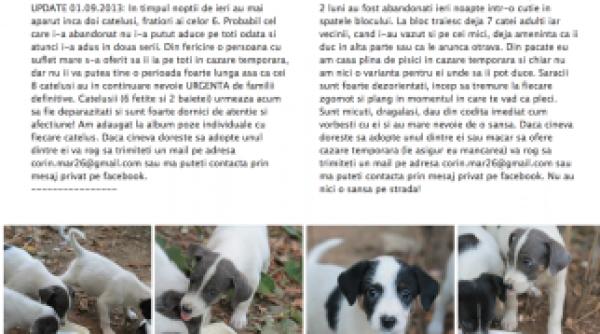 criminalii care au ucis copilul cei care abandoneaza animalele